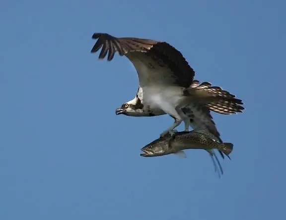 UNCATEGORIZED HOG ISLAND OSPREY CAM hog island osprey cam